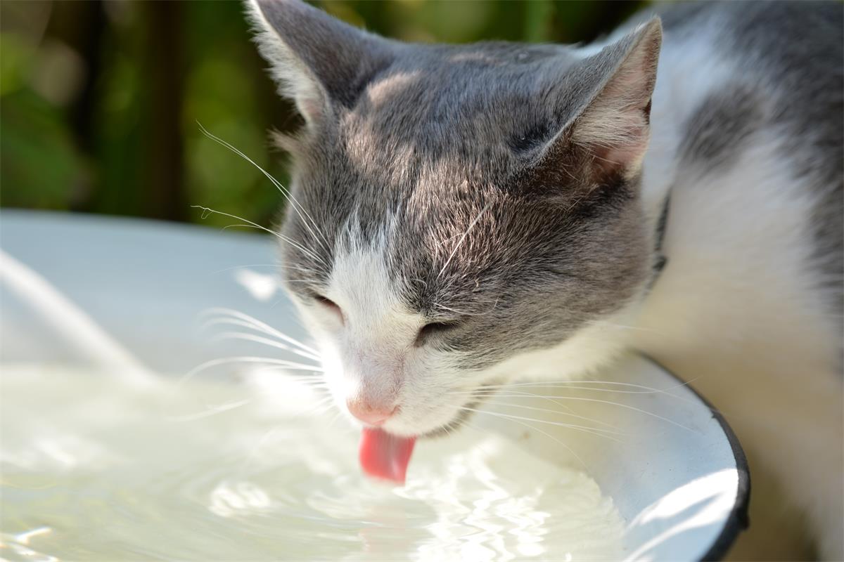 Pets need accessible clean water to prevent overheating